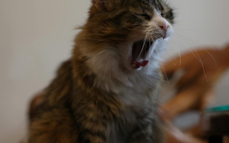 The Psychology of why Why resting makes you feel lazy