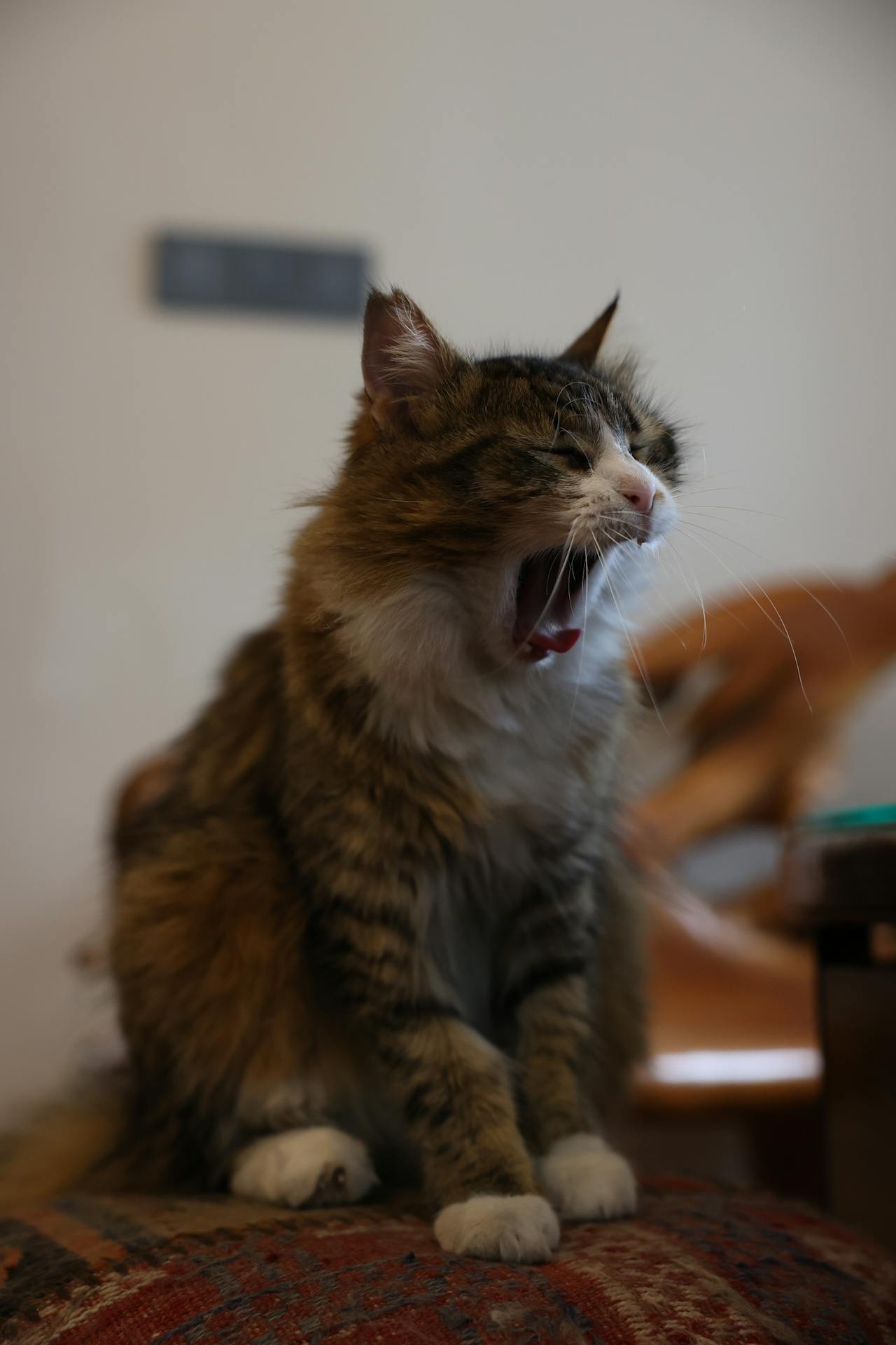 The Psychology of why Why resting makes you feel lazy